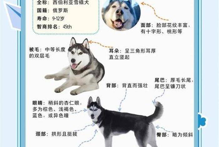 哈士奇网址 哈士奇登录网址 哈士奇网址 哈士奇登录网址