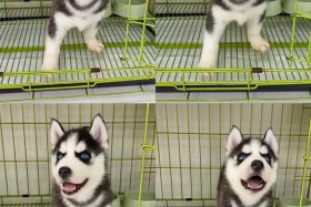 哈士奇电商插件批量下载图片（哈士奇搜图插件）