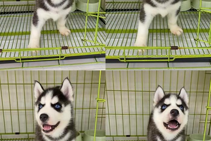 哈士奇电商插件批量下载图片(哈士奇搜图插件) 哈士奇电商插件批量下载图片(哈士奇搜图插件)