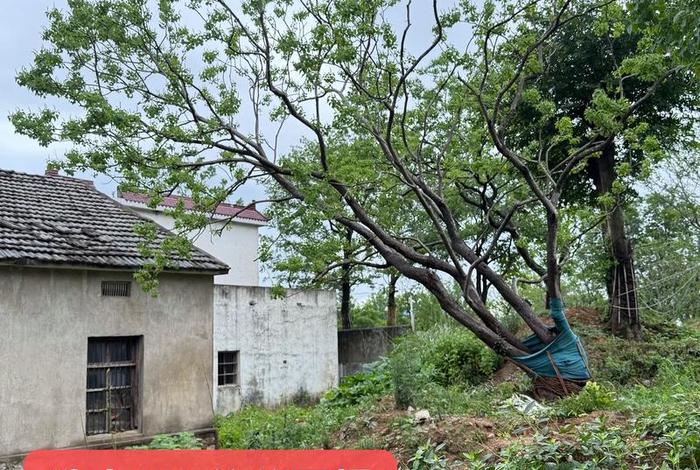 电商平台假苗木视频;电商平台假苗木视频是真的吗 电商平台假苗木视频;电商平台假苗木视频是真的吗