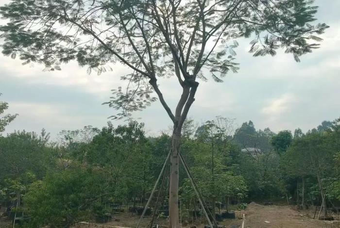 揭秘电商平台假苗木陷阱、假苗木基地 揭秘电商平台假苗木陷阱、假苗木基地