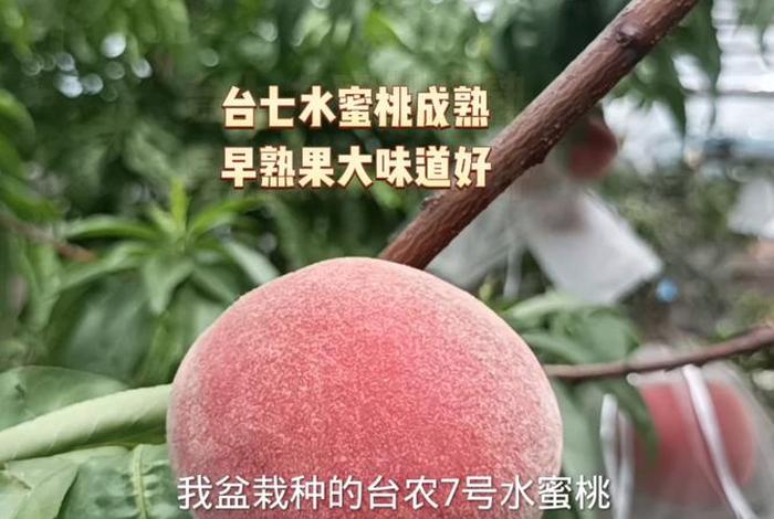 七桃电商可靠吗,七桃电商可靠吗怎么样 七桃电商可靠吗,七桃电商可靠吗怎么样