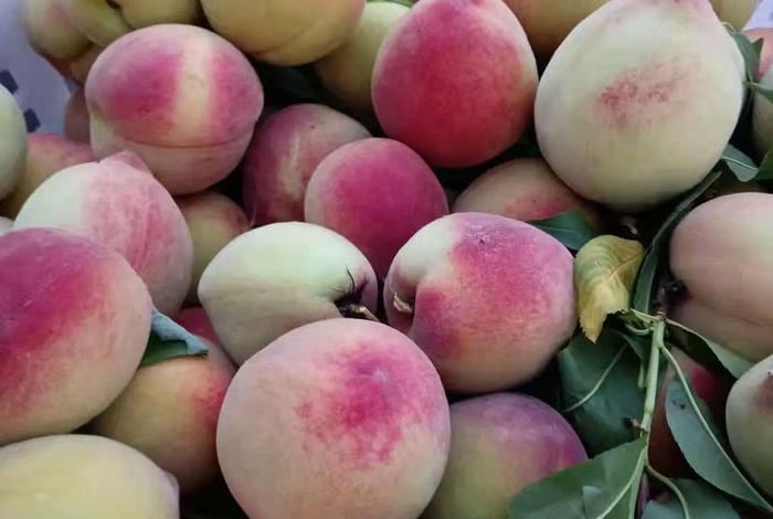 桃子电商代理、电商桃子平台 桃子电商代理、电商桃子平台