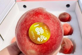 桃子平台商家注册 桃子平台商家注册要钱吗