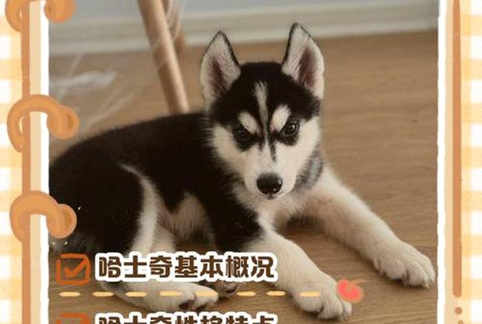 哈士奇电商插件下载教程,哈士奇电商插件下载教程手机版 哈士奇电商插件下载教程,哈士奇电商插件下载教程手机版