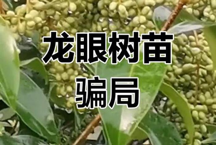 网上卖假树苗;网上卖假树苗是真的吗 网上卖假树苗;网上卖假树苗是真的吗