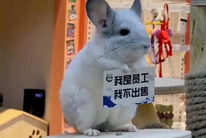 汇海电商龙猫,汇海电商龙猫是正品吗 汇海电商龙猫,汇海电商龙猫是正品吗