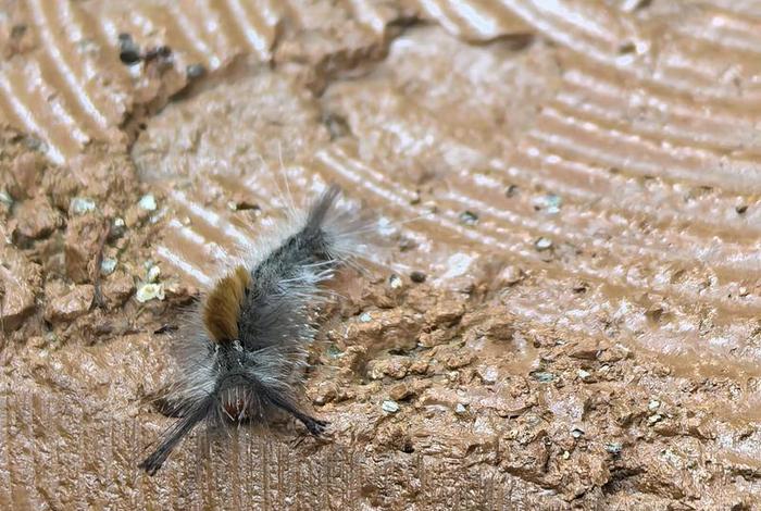 毛毛虫电商为什么经常招人 重庆毛毛虫电商为什么经常招人