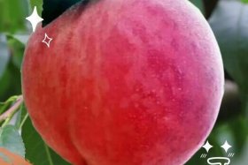 大桃子电商平台 大桃子电商平台官网