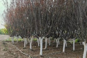 电商平台假苗木视频；电商平台假苗木视频是真的吗