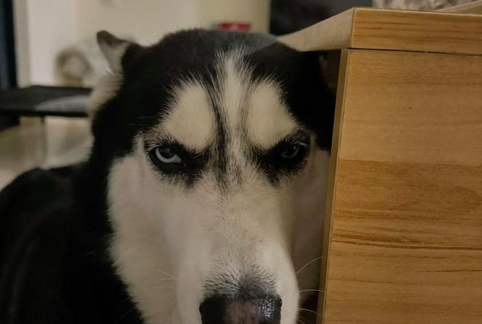 哈士奇电商插件怎么批量上货 哈士奇电商插件怎么批量上货的 哈士奇电商插件怎么批量上货 哈士奇电商插件怎么批量上货的