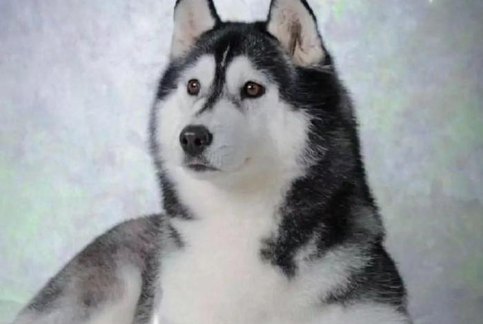 哈士奇插件官网手机端 - 哈士奇插件官网手机端下载 哈士奇插件官网手机端 - 哈士奇插件官网手机端下载