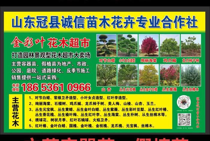 网上买的假苗木怎么处理、网上买的假苗木怎么处理好