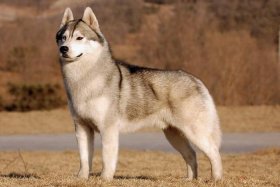 哈士奇网络科技有限公司，哈士奇网络科技有限公司是干嘛的