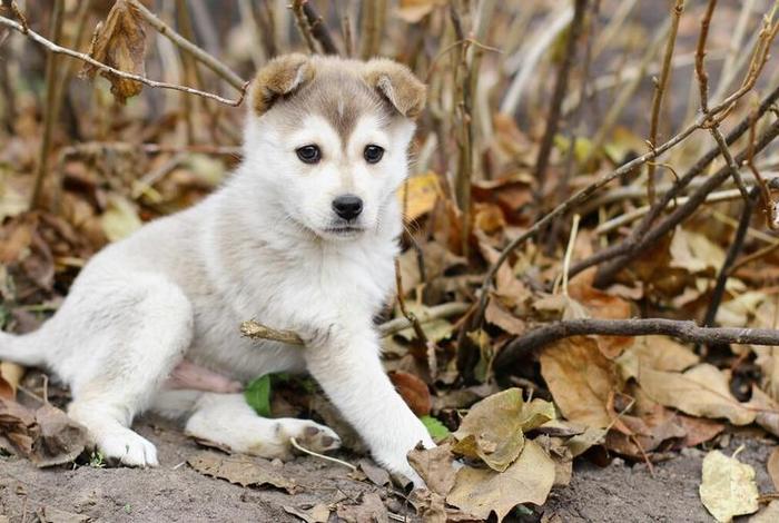 哈士奇插件mac,哈士奇插件mac可以用吗 哈士奇插件mac,哈士奇插件mac可以用吗