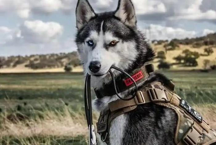 哈士奇插件手机版；哈士奇插件手机版下载安装