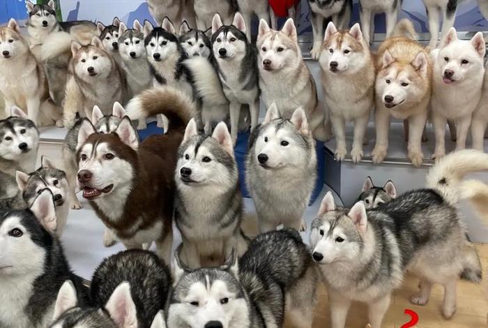 电商插件和哈士奇工具哪个好用，哈士奇店群插件