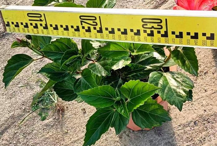 买了假苗木去哪投诉;买了假苗木去哪投诉最有效 买了假苗木去哪投诉;买了假苗木去哪投诉最有效