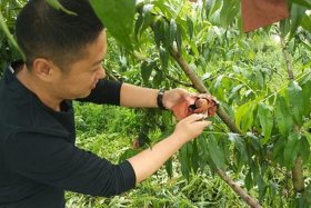 七桃电商是做什么的，七桃电商是做什么的公司