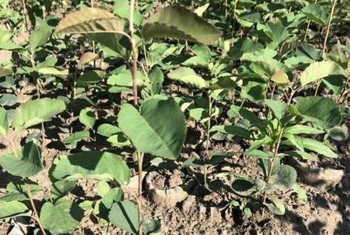 网购苗木陷阱,网购苗木陷阱图片 网购苗木陷阱,网购苗木陷阱图片