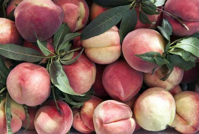 桃子电商平台客服电话 桃子电商平台客服电话是多少 桃子电商平台客服电话 桃子电商平台客服电话是多少