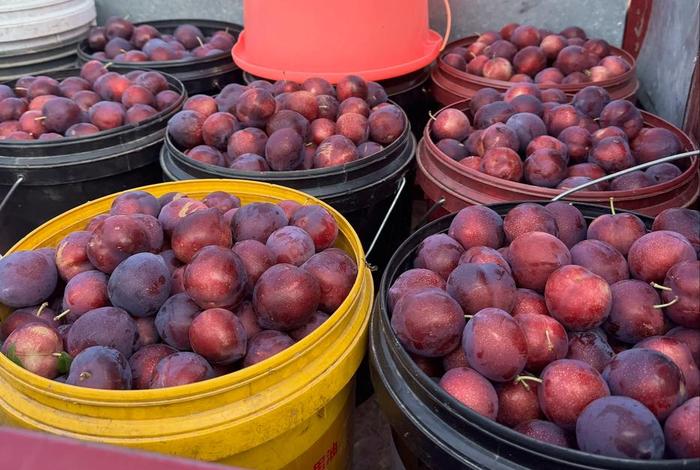 抖音电商直播、抖音电商直播会员怎么取消 抖音电商直播、抖音电商直播会员怎么取消