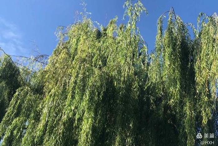 上三滇指上海三林镇吗，三滇怎么读