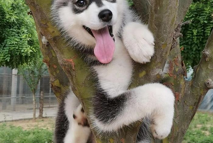 哈士奇电商插件安装到抖音上 - 哈士奇电商插件安装到抖音上有影响吗 哈士奇电商插件安装到抖音上 - 哈士奇电商插件安装到抖音上有影响吗