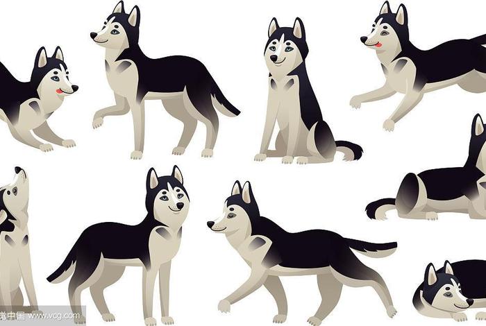 哈士奇店群插件,哈士奇搜图插件 哈士奇店群插件,哈士奇搜图插件