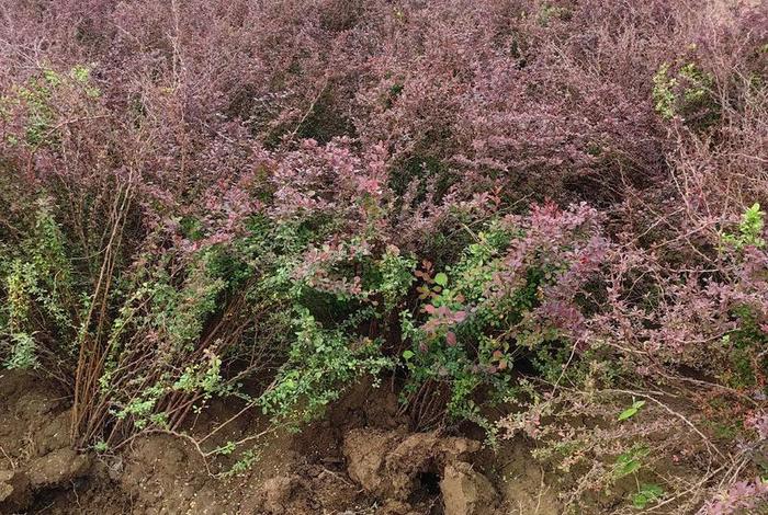 电商平台假苗木陷阱;揭秘电商平台假苗木 电商平台假苗木陷阱;揭秘电商平台假苗木