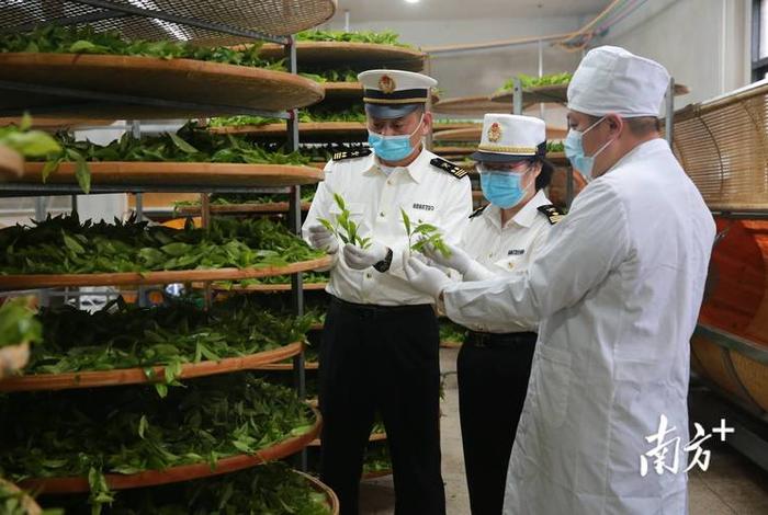 茶叶可以做外贸吗(茶叶可以做外贸吗现在) 茶叶可以做外贸吗(茶叶可以做外贸吗现在)