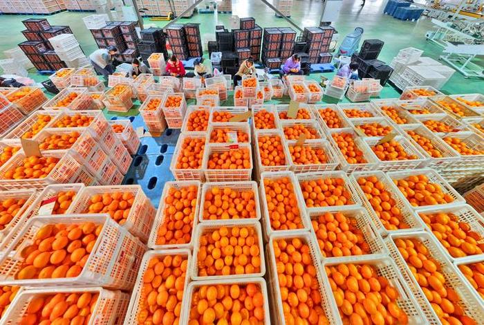 C2c电商平台赣南脐橙(c2c电商平台赣南脐橙销售) C2c电商平台赣南脐橙(c2c电商平台赣南脐橙销售)