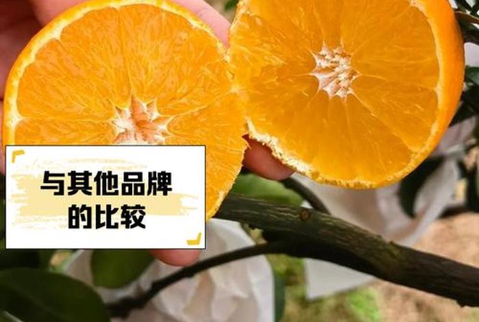 碧橙电商靠谱吗；碧橙电商好进吗