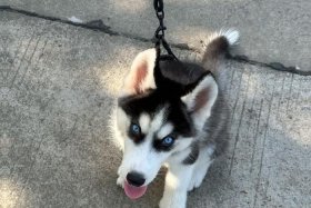 哈士奇电商插件下载官网 - 哈士奇电商插件下载官网手机版