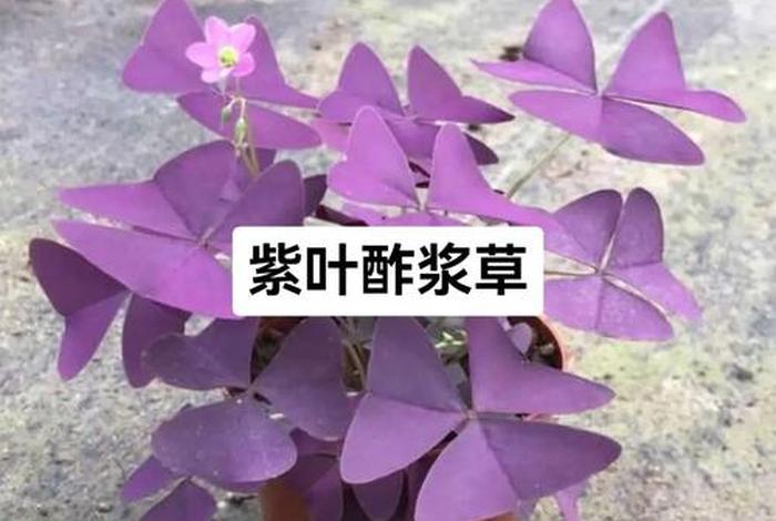 紫叶电商做什么的 - 紫叶电商做什么的啊