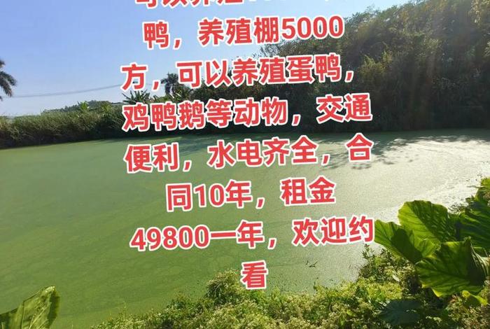 养电商养不了养捕鱼可以吗 - 电商怎么养鱼塘 养电商养不了养捕鱼可以吗 - 电商怎么养鱼塘