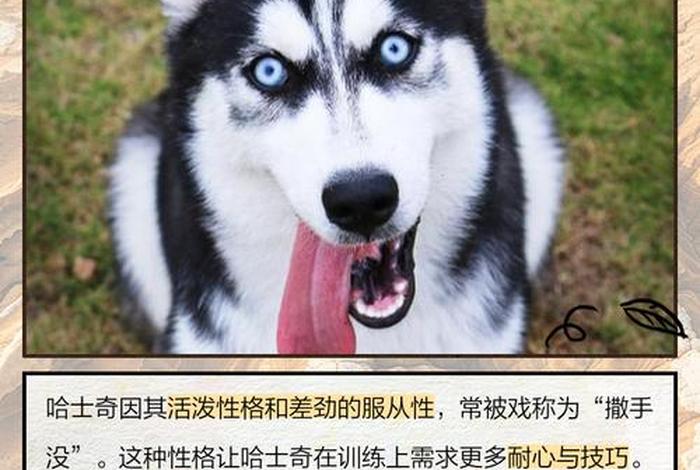 淘宝哈士奇插件怎么不能用了；淘宝哈士奇插件怎么不能用了呢