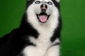 哈士奇电商插件手机版下载安装（哈士奇助手官方下载）