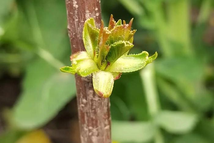 网上假树苗、网络上买到假果树苗