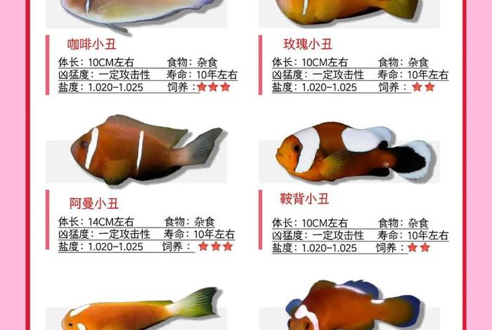 @电子小丑鱼 - 电子小丑鱼的身世和历史背景 @电子小丑鱼 - 电子小丑鱼的身世和历史背景