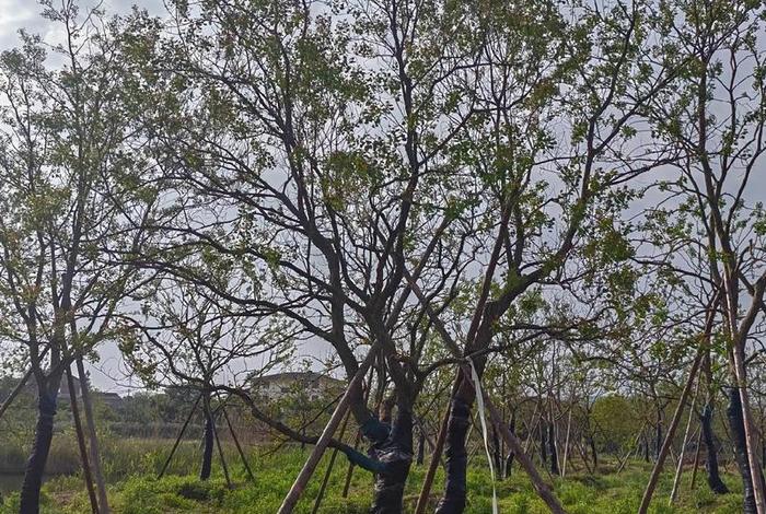 假苗木基地(买了假苗木去哪投诉) 假苗木基地(买了假苗木去哪投诉)
