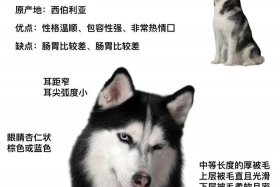 哈士奇插件官网入口；哈士奇插件官网入口下载