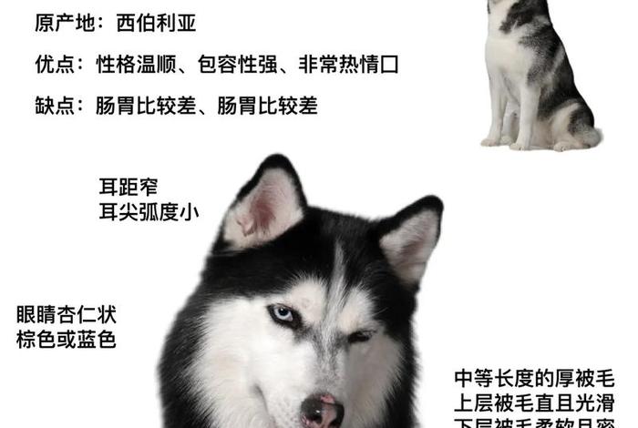 哈士奇插件官网入口;哈士奇插件官网入口下载 哈士奇插件官网入口;哈士奇插件官网入口下载