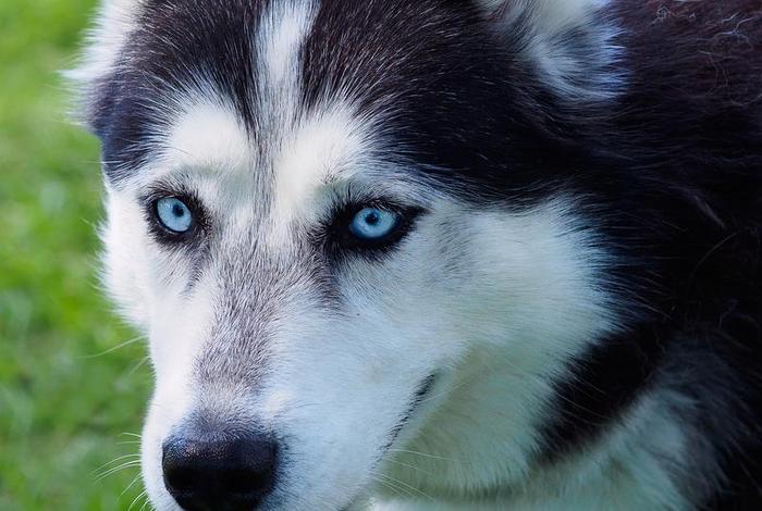 哈士奇电商插件下载官网哈士奇官方正版 哈士奇插件手机版 哈士奇电商插件下载官网哈士奇官方正版 哈士奇插件手机版