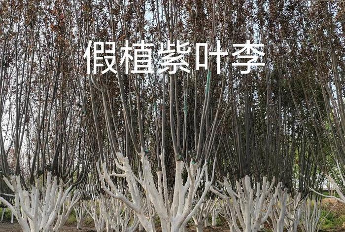 网上买到假树苗(网上买到假树苗种植2年了,这种官司好打吗) 网上买到假树苗(网上买到假树苗种植2年了,这种官司好打吗)