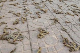 毛毛虫电商为什么经常招人 重庆毛毛虫电商为什么经常招人