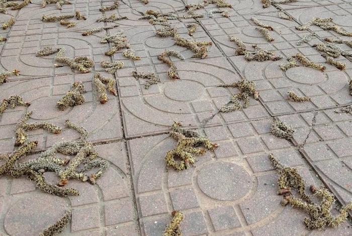 毛毛虫电商为什么经常招人 重庆毛毛虫电商为什么经常招人