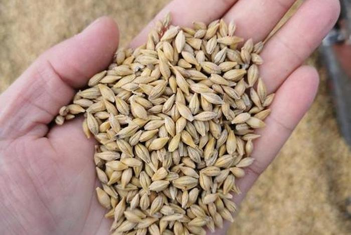 大麦电商靠谱吗;大麦电商做单安全吗 大麦电商靠谱吗;大麦电商做单安全吗