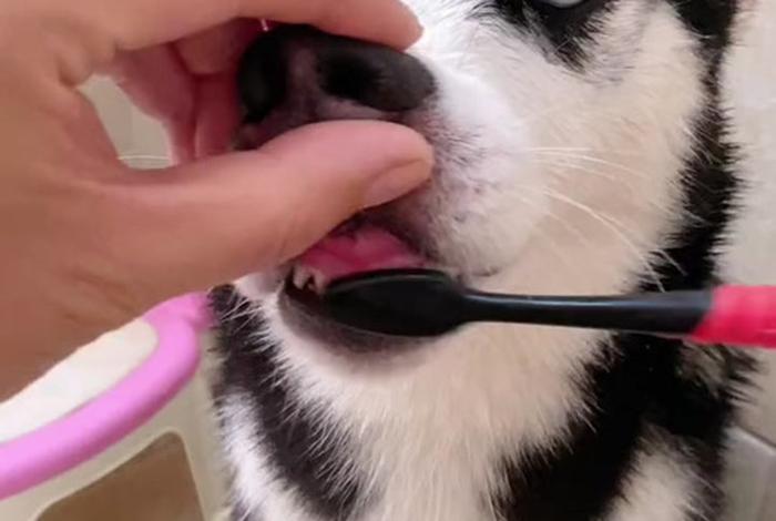 哈士奇插件下载教学视频(哈士奇插件下载教学视频免费) 哈士奇插件下载教学视频(哈士奇插件下载教学视频免费)