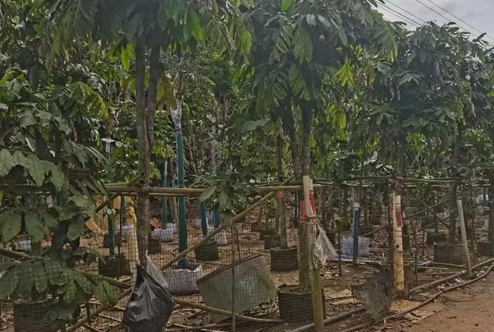 网上卖假树苗;网上卖假树苗是真的吗 网上卖假树苗;网上卖假树苗是真的吗